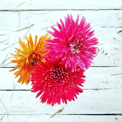 #เยอบีร่า #gerbera #thaigerbera #colourful #flowers #botany #botanicalgarden #worrapongfarm #samkok 