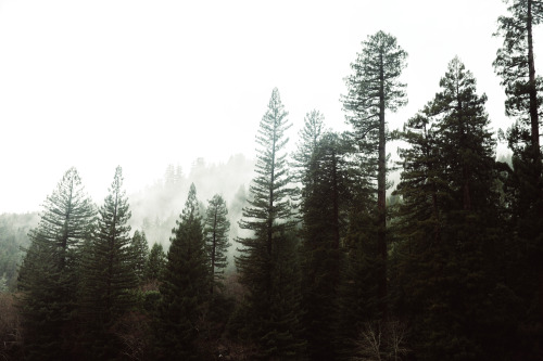 jonahreenders: a misty morning in northern California By: Jonah Reenders