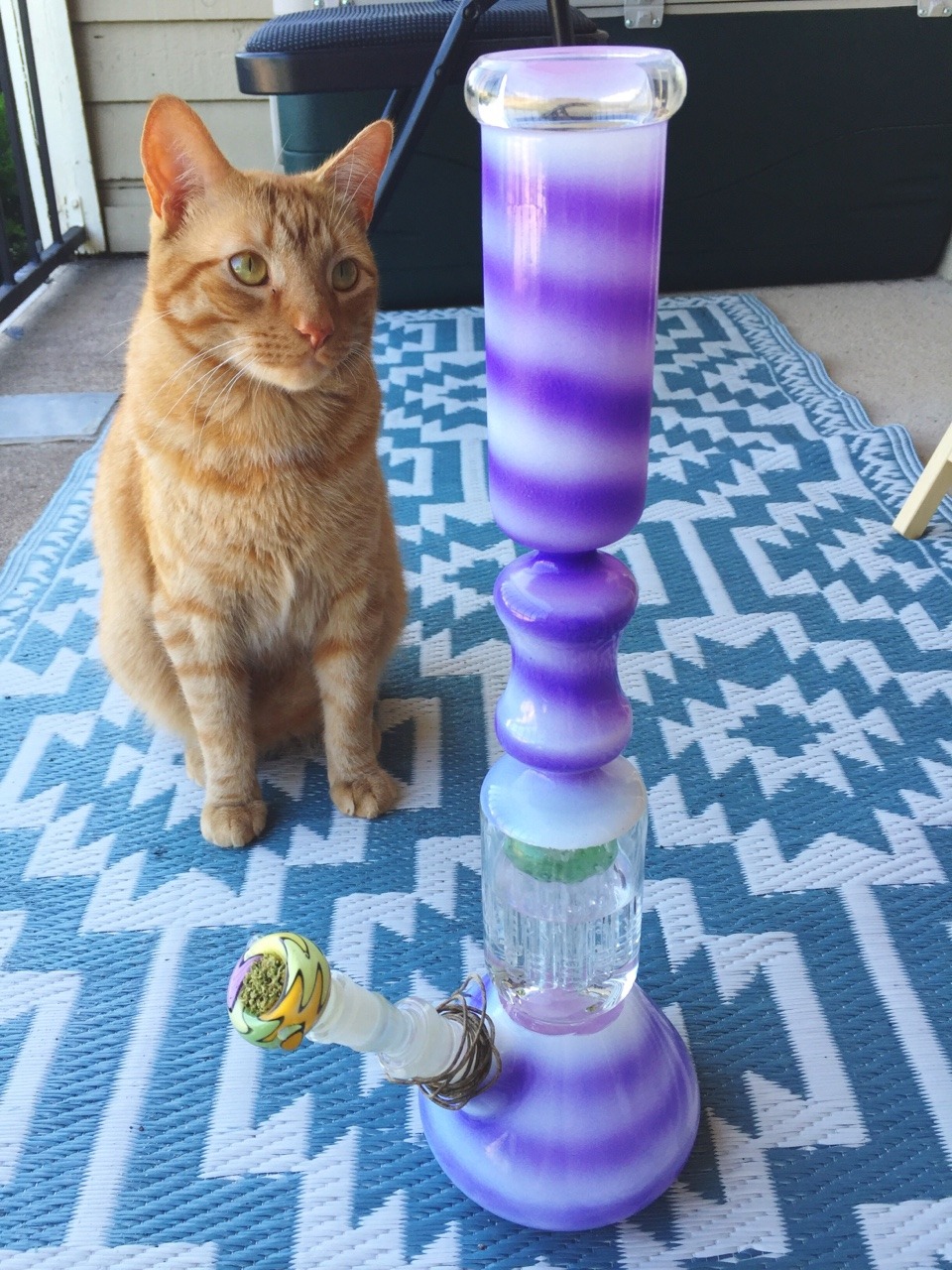 stonerparty:  meowmoksha:  Simba checking out the new bong 4/30/16   johnisinareyouin
