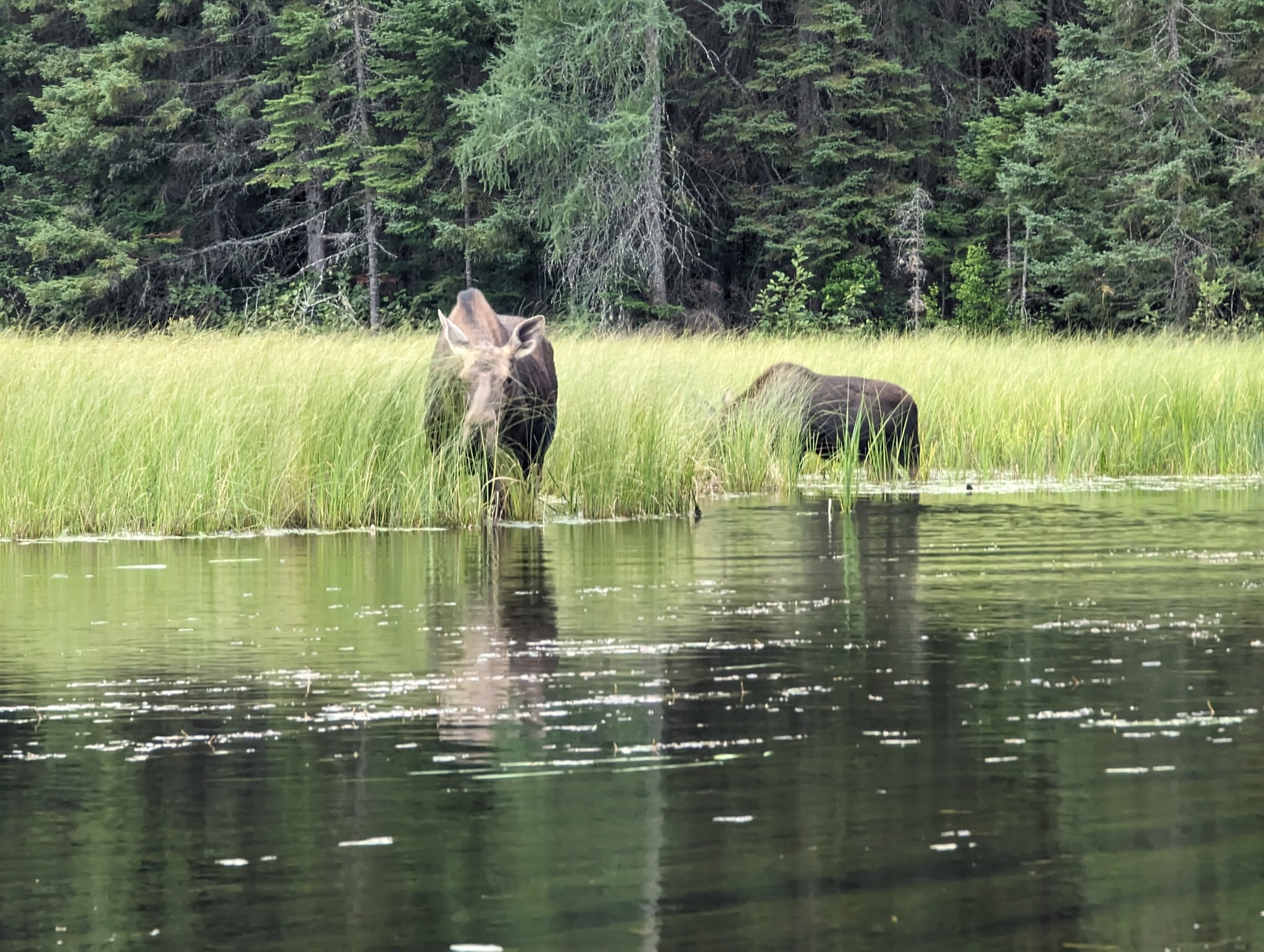 mama moose