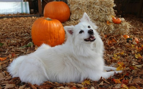 american eskimo dog