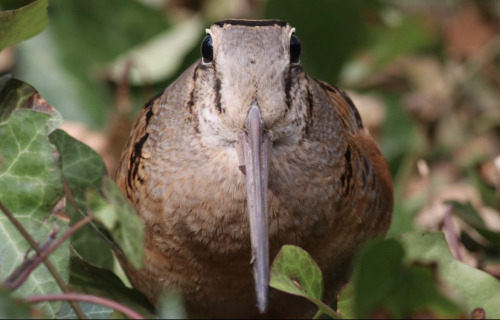 The American Woodcock Is A Member Of The Shorebird Family (scolopacidae) That Inhabits The Eastern Portion