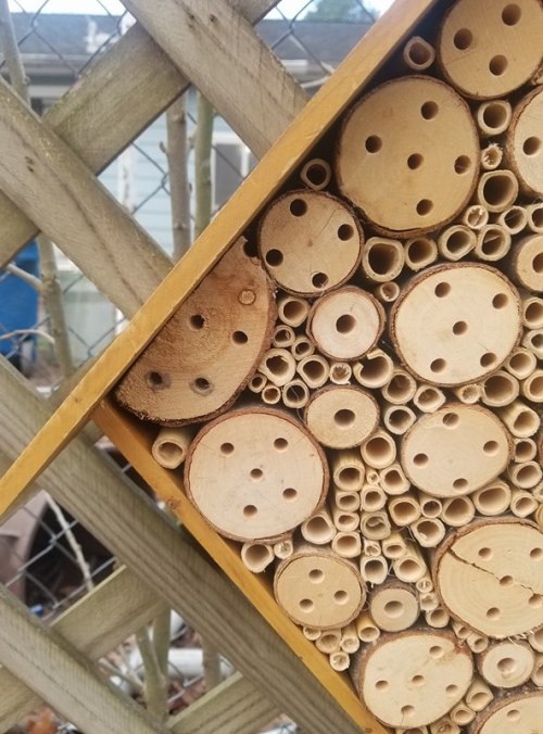 brazenbotany:Sustainability: Solitary Bee HouseA while ago, I made a post about solitary bee houses 