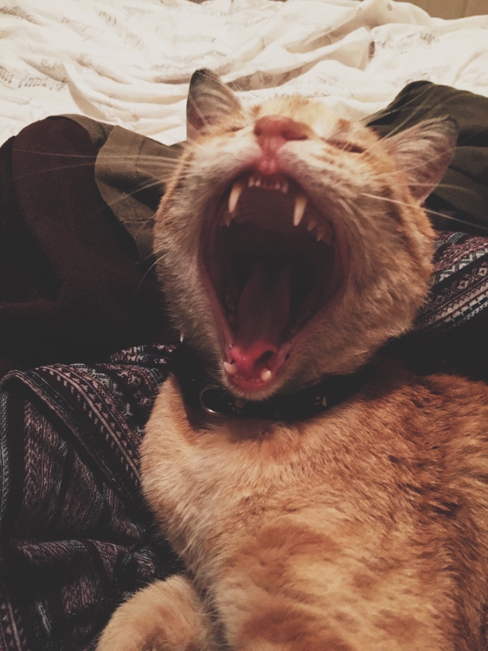 MONSTER