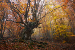 expressions-of-nature:  Autumn : Ilya Melikhov 