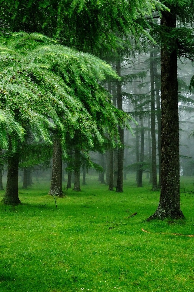 “There is always music amongst the trees in the Garden, but our hearts must be