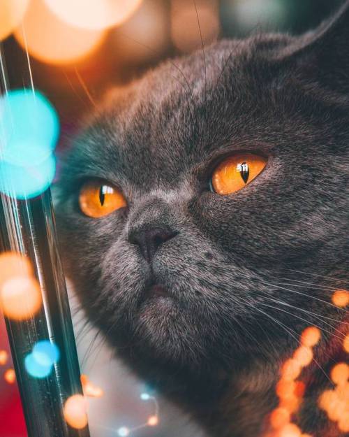 maureen2musings: My cat’s eyes Dogukan Cetin