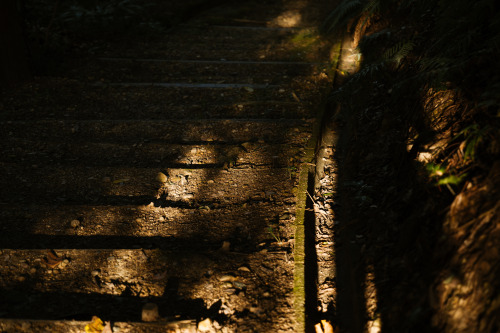 『可睡斎』sony a6400 + LAOWA 65mm F2.8 2X Ultra Macro APO2021.10location : 静岡県 shizuoka,japan