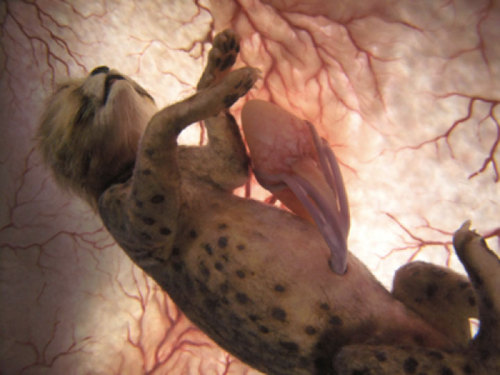 scienceisbeauty:  Cute. Unborn animals in the womb: dolphin, leopard, tiger shark, elephant, bats and chihuahua. (via ViralNova) 