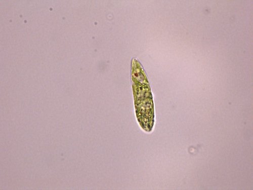 Super algaeThe image above shows Euglena gracilis, a single-cell algae lurking in garden ponds.It mi