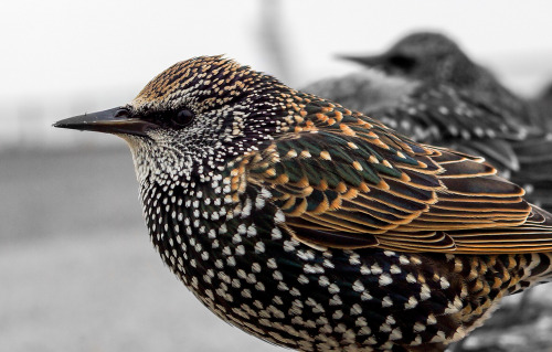 Common Starling (Sturnus vulgaris) &gt;&gt;by Beverley Goodwin 