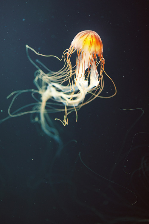 Jellyfish By AlexNagiPhotography