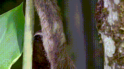 tresubresdobles:Cuando alguien te ha robado la mitad de tu árbol.