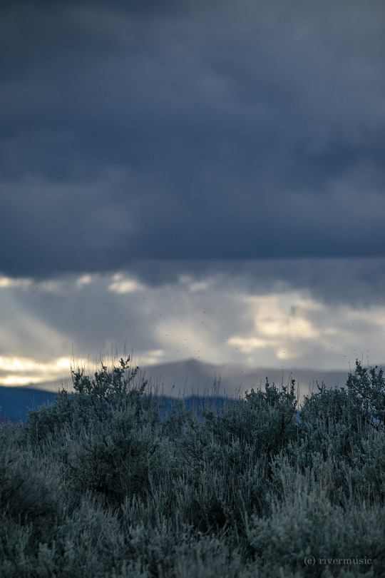 Everything looks beautiful through sage. (c) riverwindphotography, June, 2020