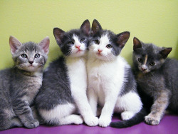 magical-meow:  Peaches Kittens by burlingtonhumane