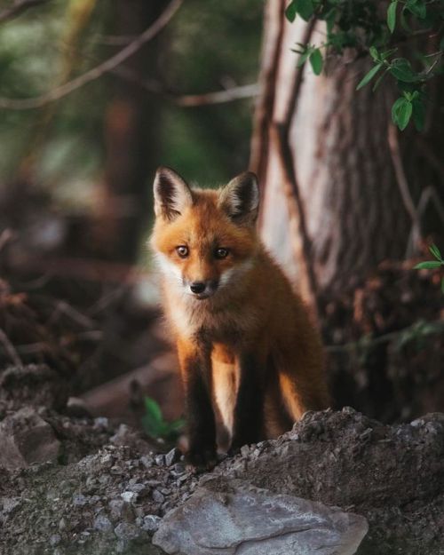 everythingfox:Young Red Fox // Valérie Derome-Massé