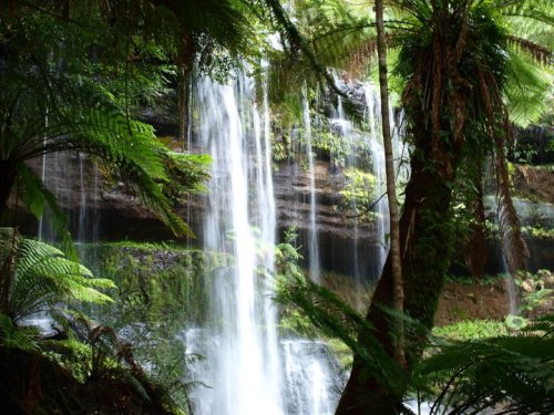 homemadejade: My own photograph taken of Russell Falls, Mount Fields National Park, Tasmania. 