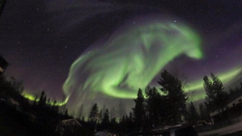 Aurora Borealis shaped like a wolf, Sweden by Marja-Terttu Karlsson