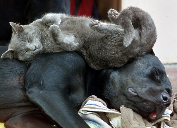 wwinterweb: Cats Using Dogs as Pillows (see 15 more)