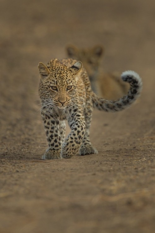 Sex restinforest:  Leopard Cubs   pictures