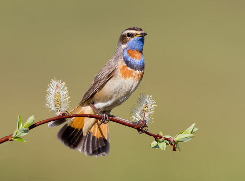 Bluethroat (Luscinia svecica) &gt;&gt;by Matthew Studebaker