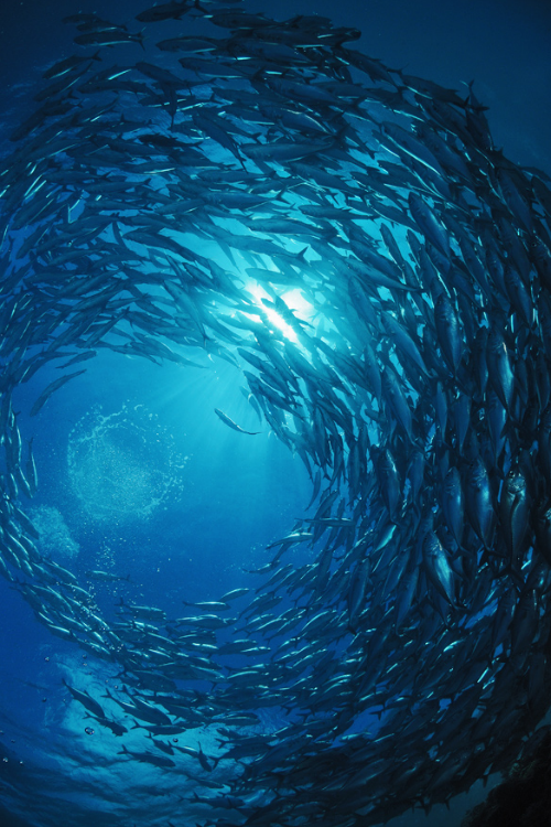 expressions-of-nature:  Majestic Ocean Blue | Andrew Shpatak
