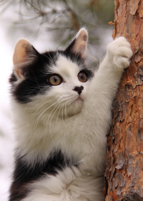 cybergata:“Ah yes, a much better view from up here.”