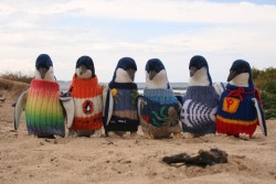  Phillip Island’s Penguin Foundation, a conservation group in Australia, are appealing for volunteers to knit little jumper for these little penguins who have been affected by oil spills or similar leaks from fishing boats. (x) 