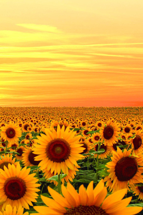 live-vibe:  Landscape blog here 