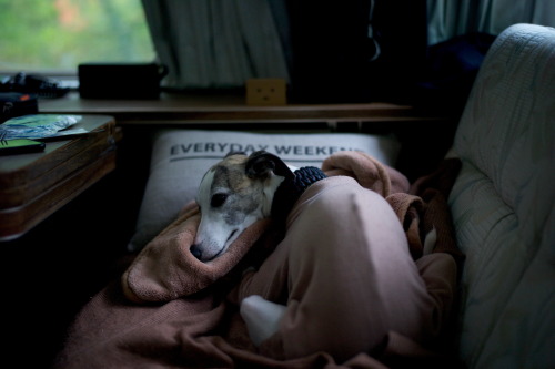whippetdiary:  #238