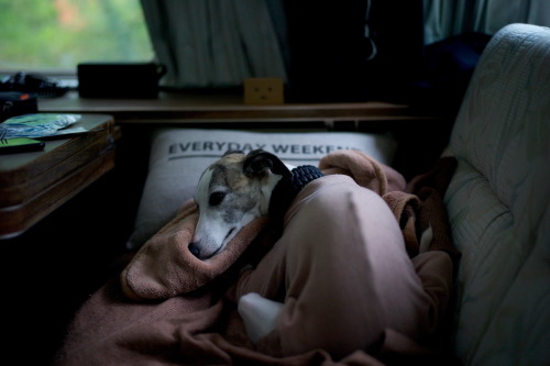 whippetdiary: #238