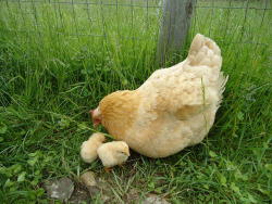 fat-birds:  Thank you all Chicken Mothers!