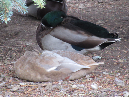pigeongay