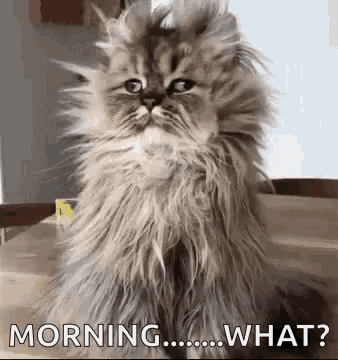 Morning Everyone