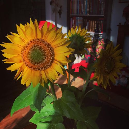 Merry Lughnasadh to you all Thank you again for these gorgeous sunflowers @marine_saria #lughnasad