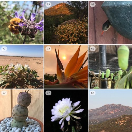 My #TopNine. Everybody loves plants ‘n’ critters! It’s been&hellip; quite a year. Unfortunately, nob