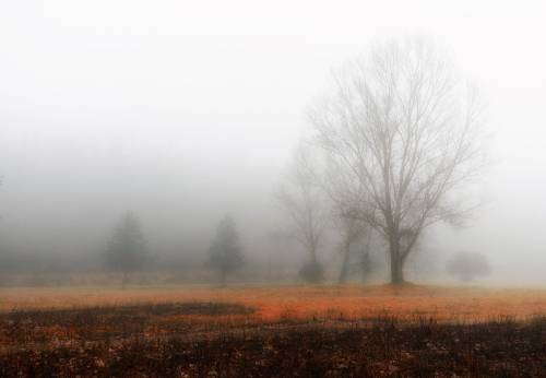 me-lapislazuli:In the fog | by NicolaDiNola | http://ift.tt/2gYhBYQ