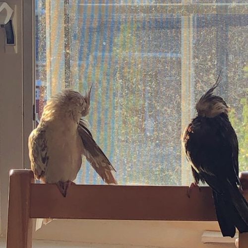 Preenin in the sun ☀️ • • • #bird #cockatiel #cockatiels #cockatielsofinstagram #calopsita #nymphicu