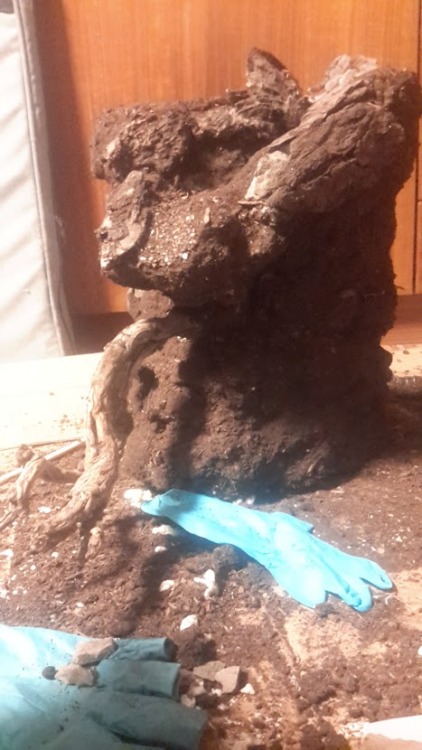 ok, i know the pics are crap, but I am pleased with the results of my mud tower. I will get my actual camera’s batteries charged for tomorrow, and move some things on my desk out of the way. This is where the paludarium stands at the end of the day....