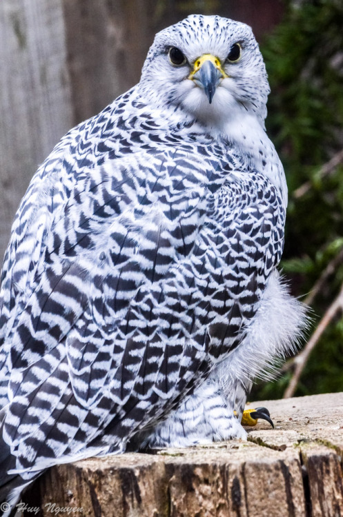 Gyrfalcon (Falco rusticolus) &gt;&gt;by Huy Nguyen