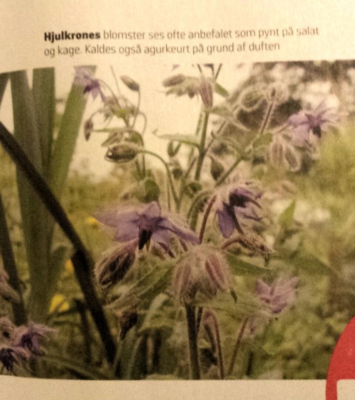 biodiverseed:This article (in Danish, sorry) is telling me that both borage and comfrey are carcinog