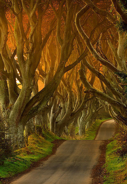 jamesuss:The Dark Hedges, Antrim, Northern Ireland