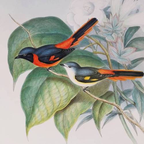 Little Pericrocotus Details of an original hand colored lithograph from John Gould’s ‘Birds of Asia’