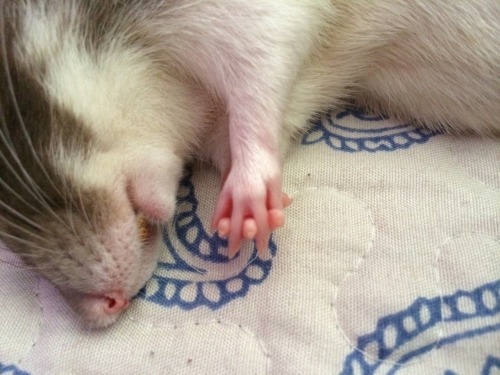 animalsdancing: 86850: lil ratty hands OMG