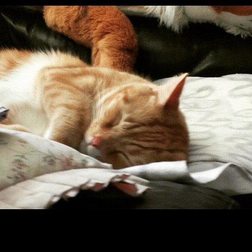 jimbobmoriarty:  Sleeping sebby #catsofinstagram #strawsandpaws
