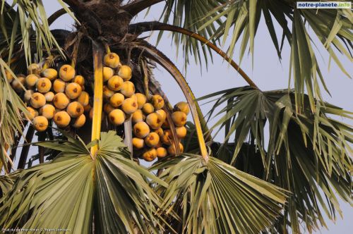Palmier Ronier fruits. www.notre-planete.info