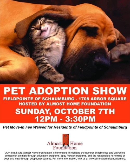 Pet adoption show #almosthome #almosthomefoundation #petadoption #petadoptionshow #schaumburg #adopt