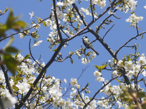  Japanese tit (Parus minor) singing on a cherry tree.  オオシマザクラにシジュウカラ