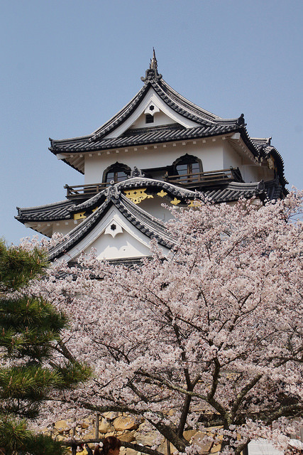 yuikki:彦根城の桜 by nobuflickr on Flickr.