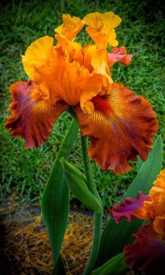 nm-gayguy:  flowersgardenlove:  &ldquo;Bearded Lady&rdquo; Iris Beautiful gorgeous pretty flowers  :o) 